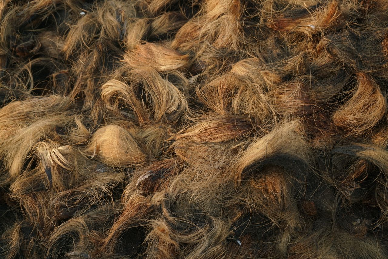 Textura detalhada de fibra de coco natural dourada e marrom