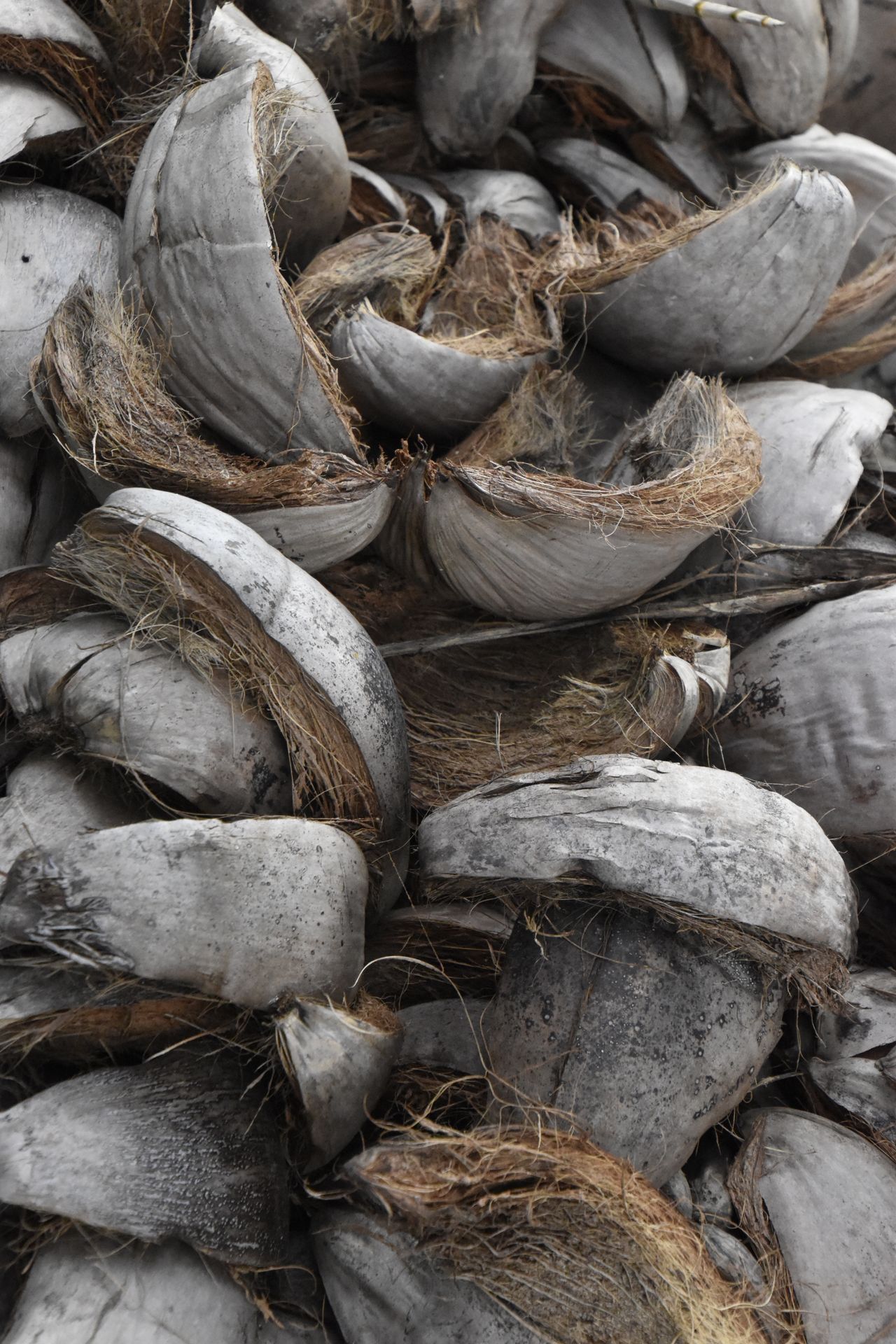 Cascas de coco seco empilhadas — matéria-prima da fibra